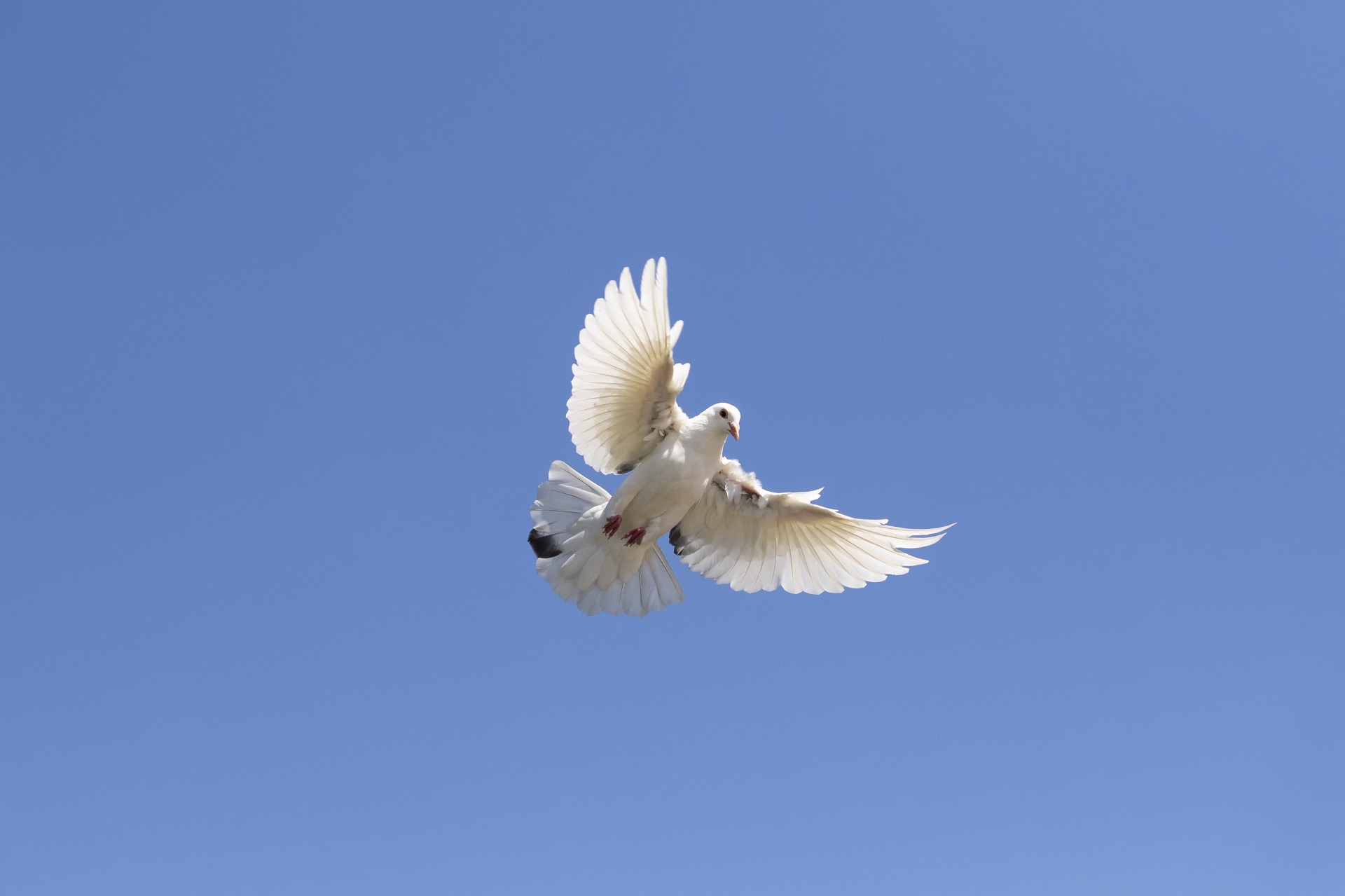 Gehorsam fördert Gottes Segen!